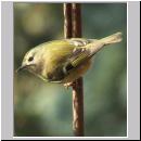 Regulus regulus - Wintergoldhaehnchen 11.jpg